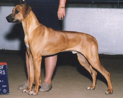 CH Camelots Galahad of Avalon